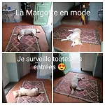Baladous